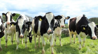 乾乳期の飼料管理とルーメン機能回復