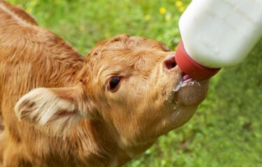 子牛の成長に欠かせない初乳・離乳時期・飼料管理の重要性